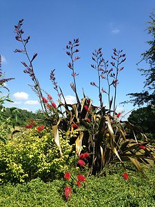 My Blog. New Zealand Flax Portrait