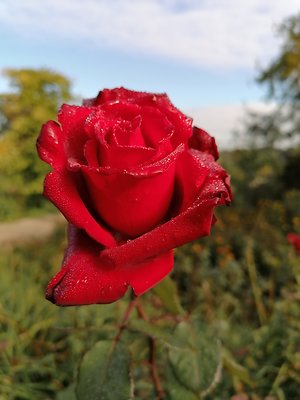 My Blog. Perfect Rose