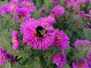 My Blog. Aster at Wisley